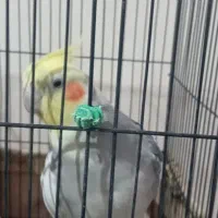 عروس هلندی سخنگو|پرنده|پرند, فاز ۵|دیوار