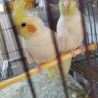 عروس هلندی مرغ عشق