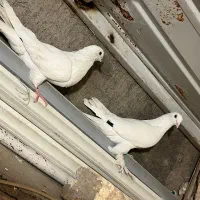 دو جفت کفتر مولد پرشی و حندقی با تخم و جوجه