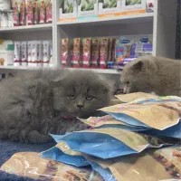 توله اسکاتیش بلو دبل فولد