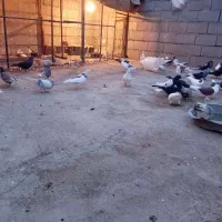 کفتر یاکبوتر