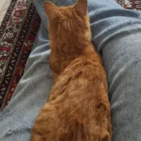 واگذاری گربه|گربه|تبریز, |دیوار