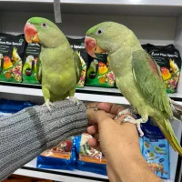 گرینچیک شاه طوطی ملنگو