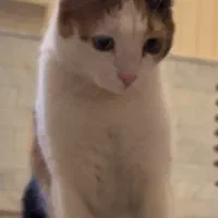 واگذاری حیوان خانگی «پوپک»|گربه|قم, شهرک قدس|دیوار