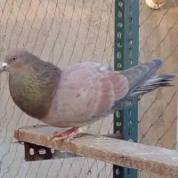 یک طوق کفتر سرور نر|پرنده|تهران, هلال احمر|دیوار