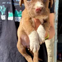 توله پیتبول