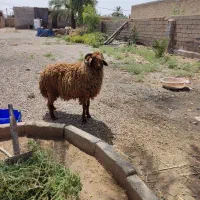 قوچ|حیوانات مزرعه|کارون, |دیوار