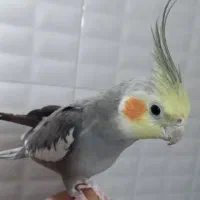 عروس هلندی نر