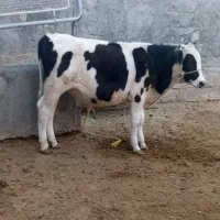 گوساله نر سیمیتال مناسب پروار|حیوانات مزرعه|تیران, |دیوار