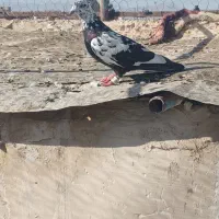 سوسکی نر|پرنده|تربت‌حیدریه, یحیی آباد|دیوار