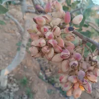 پسته تازه امسال|خوردنی و آشامیدنی|سروستان, |دیوار