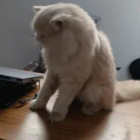 گربه پرشین|گربه|مشهد, ایثار|دیوار