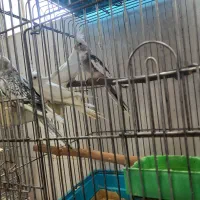 عروس البینو