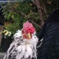 خروس گلین ریشو چهل تاج|حیوانات مزرعه|شهرکرد, |دیوار