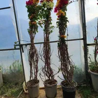 تامسون کیوی بلوبری آواکادو گلابی خونی اسیایی|خدمات باغبانی و درختکاری|کاشان, |دیوار