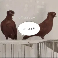 کبوتر  زرد سرخ