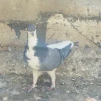 کفتر‌شهری‌.پلاکی|پرنده|شیراز, شهرک مفتح|دیوار