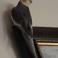 عروس هلندی ،گمشده ، در صورت پیدا شدن مژدگانی میدم