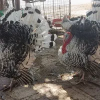 بوقلمون محلی اصل