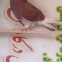 کبوتر|پرنده|نقده, |دیوار