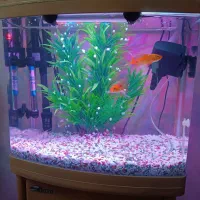 اکواریوم شرکتی|ماهی|تهران, هفده شهریور|دیوار