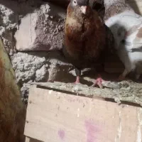 کبوتر|پرنده|بم, |دیوار