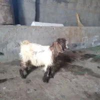 بزغاله