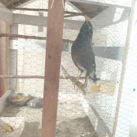 مرغ مینا سخنگو اصلی