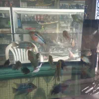 فلاور ۳ بندی جفت خوده مولد جوان