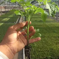 کشت سینی نشا گوجه فرنگی به سفارش مشتری