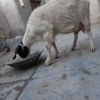 یک عدد بز|حیوانات مزرعه|شاخنات, |دیوار