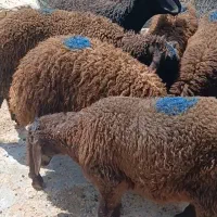 8راس بره نر درجه یک پای پروار