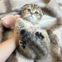 اسکاتیش ماربل گلد|گربه|رشت, گلسار|دیوار