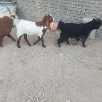 دوتا بز|حیوانات مزرعه|اهواز, کوی مندلی(سه راه خرمشهر)|دیوار