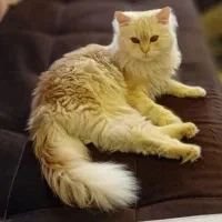 گربه نژاد پرشین اصیل نره ۷ ماهه گلد