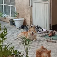 واگذاری یه قلاده هاپو کوچولو|سگ|شیراز, سیاه سنگ|دیوار