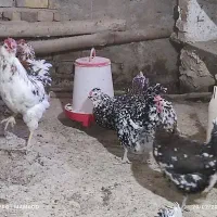 8عدد مرغ گلین لری تخم گذار