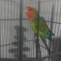 یک جفت کوتوله برزیلی|پرنده|گرگان, |دیوار