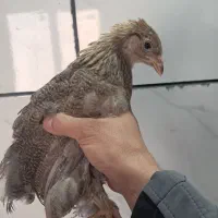 جوجه ۲.۵ ماهه برهما|حیوانات مزرعه|شهرضا, |دیوار