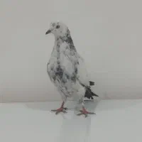 کبوتر خوش رنگ