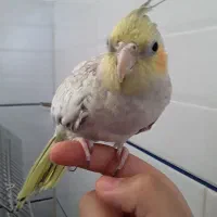 عروس هلندی|پرنده|طبس, |دیوار