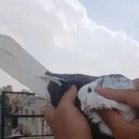 فروش یک عدد کبوتر ماده