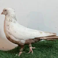 کفتر هوای|پرنده|مرودشت, ژیان|دیوار