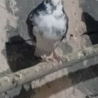 دو عدد کبوتر  ماده  پروازی|پرنده|شاهین دژ, |دیوار