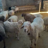 ۱۲عدد بره و یک عدد قوچ موقانی درجه یک ب فروش میرسد|حیوانات مزرعه|بجنورد, |دیوار