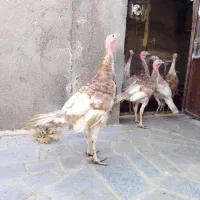 جوجه بوقلمون پنج ماهه|حیوانات مزرعه|رضویه, |دیوار