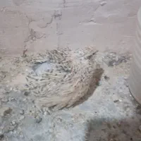 تخم بلدرچین|خوردنی و آشامیدنی|محمدبار, |دیوار