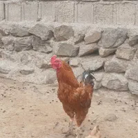 خروس‌