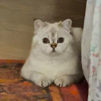 جفت یابی