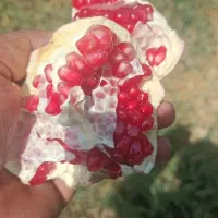 فروش و اجاره انار کوهمره|عمده‌فروشی|شیراز, محمدیه|دیوار